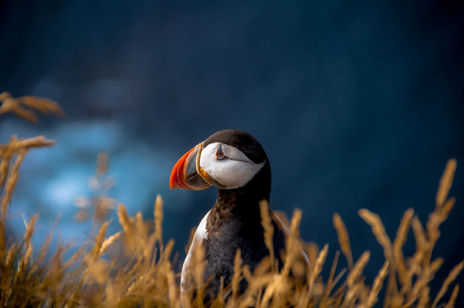 A puffin at the coast of Iceland, taken by Landscape Photographer Chris Zielecki