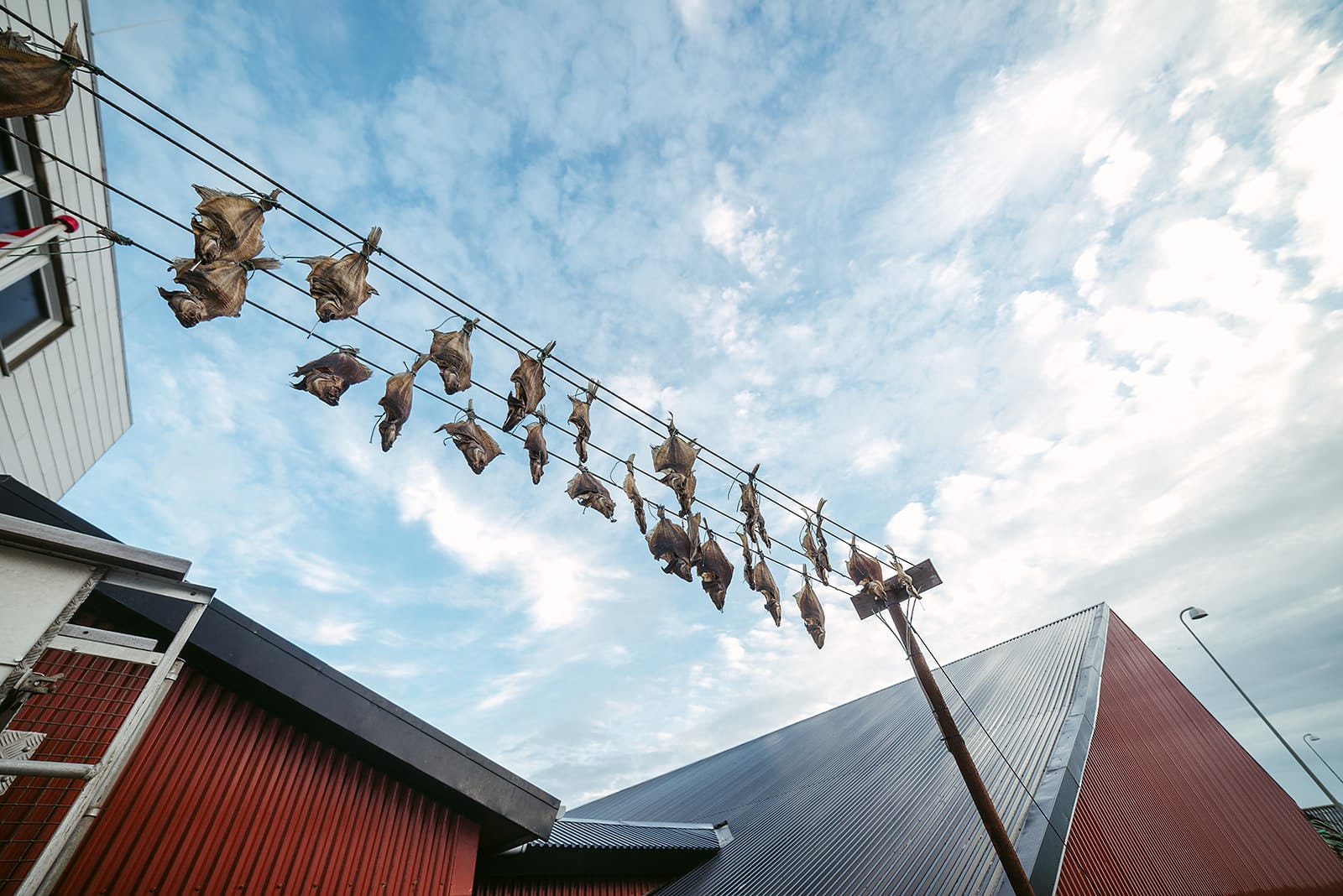 Several dried fish hang on lines stretched between red-walled buildings under a partly cloudy sky, depicting a traditional fish-drying practice in Denmark.