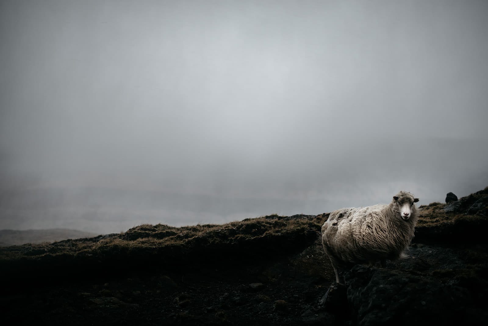 A lone sheep stands on dark rocky ground with a misty, gray sky in the background, taken on the Faroe Islands.