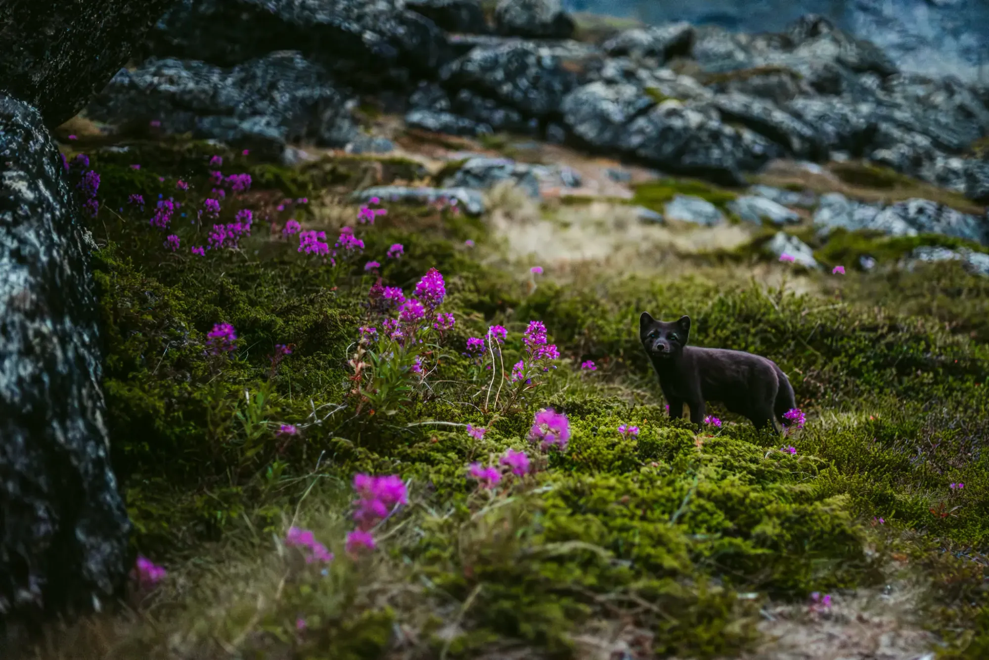 Greenland